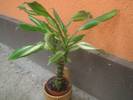 dracena