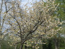 DSCF0462