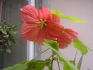 Picture 008