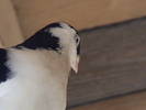 DSC01697