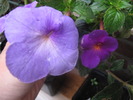 Achimenes (gh. Snow Princess) 15 sept 2009 (2)