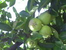 PICT0118
