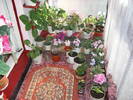Flori-2009