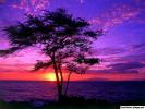 kiawe-tree-wailea-maui-hawaii0_800