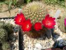 sulcorebutia_tiraquensis_ssp.bicolorispina_kk_809