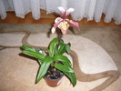 Paphiopedilum