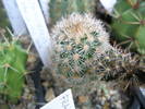Echinocereus fitckii - fruct 12.07