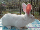 poze iepuri 281