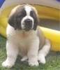 st bernard