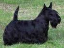 SCOTTISH TERRIER NEGRU