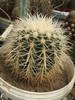 Echinocactus grusonii v. albispinum