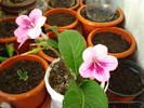 streptocarpus