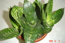 sansevieria trifasciata