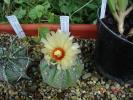 Astrophytum asterias