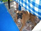 Luny