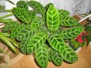 Calathea zebrina