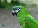 Wallpapers - Parrots - 36