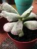 Adromischus coperi