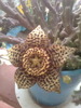 stapelia