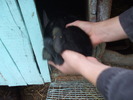 DSCF3775