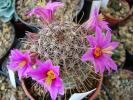 Mammillaria oliviae