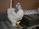 SANY1065