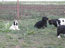 poze 04.05.2009 175