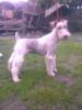 fox terrier