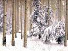 Christmas Wallpapers (344)