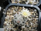 Mammillaria duwei 2 - 16.05