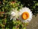 Picture 028