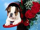 Caine la Posta Catei Poze Caini Dogs Wallpapers