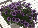 petunia curgatoare