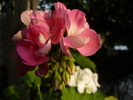 P1010352