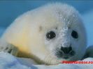 normal_animale_haioase_foca_polara[1]