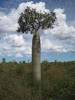 pachypodium-geayi