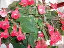 Flori 2009
