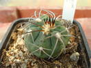 Gymnocalycium spegazzinii