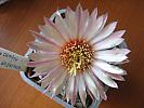 Astro.asterias hb.-floare