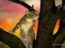 avatar pisicute 31823