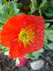 Red Poppy (2009, May 09)