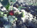 PICT0118