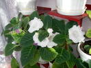 Gloxinie alba