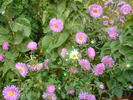 DSC00772
