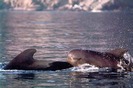 pilotwhales