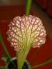 SARRACENIA LEUCOPHYLLA