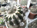 Turbinicarpus altoit pe Echinopsis care are boboci