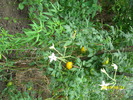 DSCI0460