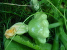 Pattison Squash (2009, August 14)