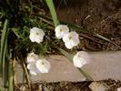 floare necunoscuta(miroase si se inmulteste mult)